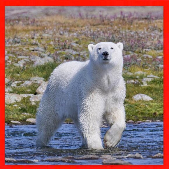 Very Rare 2010 Roll of 14 Serration Canada $2 Toonies! - Picture 10 of 16